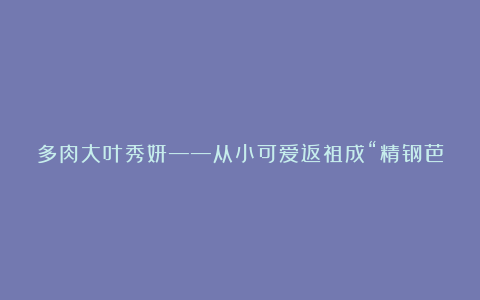 多肉大叶秀妍——从小可爱返祖成“精钢芭比”,各项指数直接暴涨