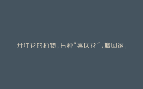 开红花的植物,6种“喜庆花”,搬回家,红红火火