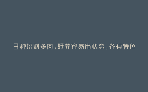 3种招财多肉,好养容易出状态,各有特色,建议人手一盆