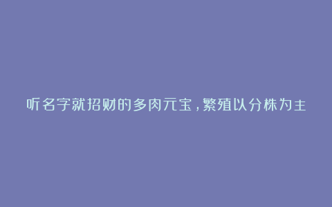 听名字就招财的多肉元宝,繁殖以分株为主,若是徒长也可砍头
