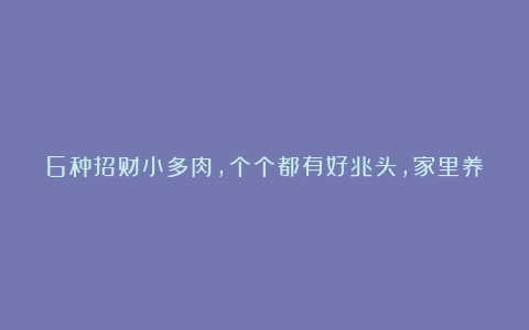 6种招财小多肉,个个都有好兆头,家里养几盆,清新又养眼、喜欢就赶紧入手吧!