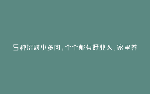 5种招财小多肉,个个都有好兆头,家里养几盆,财源滚滚、好运常伴!
