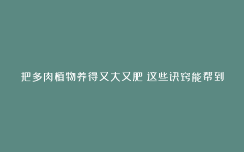 把多肉植物养得又大又肥?这些诀窍能帮到你