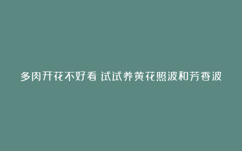 多肉开花不好看?试试养黄花照波和芳香波以及奔龙,开花可漂亮了