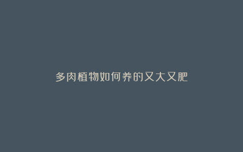多肉植物如何养的又大又肥?
