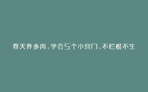 春天养多肉,学会5个小窍门,不烂根不生虫,别有神韵,美不胜收