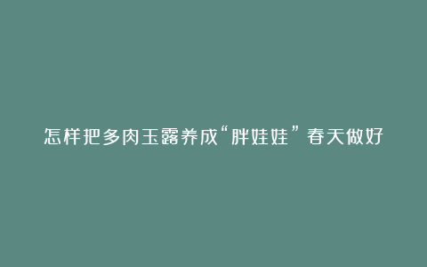 怎样把多肉玉露养成“胖娃娃”?春天做好3件事,叶子通透又肥美