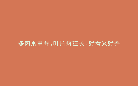 多肉水里养,叶片疯狂长,好看又好养
