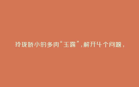 玲珑娇小的多肉“玉露”,解开4个问题,养成剔透“绿宝石”
