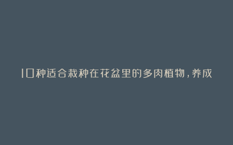 10种适合栽种在花盆里的多肉植物,养成室内盆栽也能生长良好