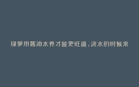 绿萝用酱油水养才能更旺盛,浇水的时候来点酱油,绿萝秒变大瀑布