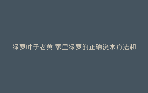 绿萝叶子老黄?家里绿萝的正确浇水方法和浇水频率