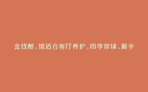金钱树,很适合客厅养护,四季常绿,新手也能养活!