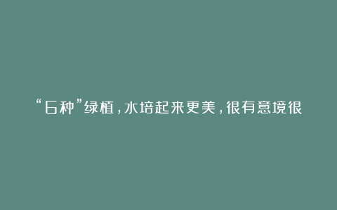 “6种”绿植,水培起来更美,很有意境很有小情趣,干净美观茂盛