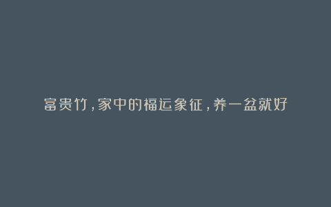 富贵竹,家中的福运象征,养一盆就好