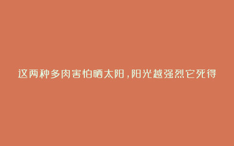这两种多肉害怕晒太阳,阳光越强烈它死得越快