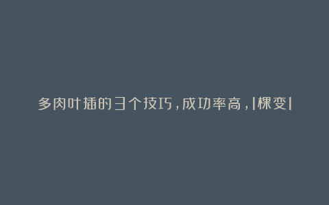 多肉叶插的3个技巧,成功率高,1棵变10棵,拥有多肉小花园
