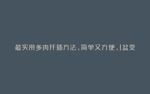 最实用多肉扦插方法,简单又方便,1盆变10盆