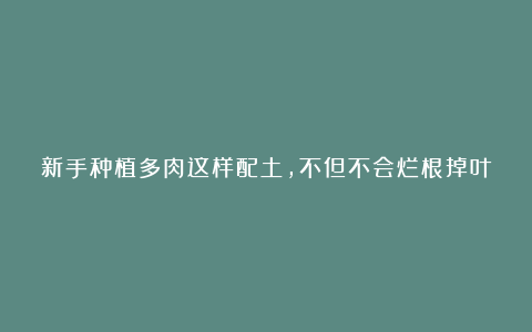 新手种植多肉这样配土,不但不会烂根掉叶,还能服盆好爆盆快