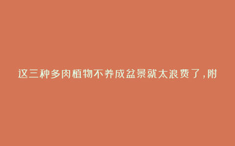 这三种多肉植物不养成盆景就太浪费了,附上制作和养护技巧