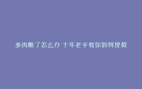 多肉断了怎么办?十年老手教你如何挽救