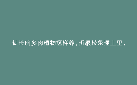徒长的多肉植物这样养,折根枝条插土里,7天生根60天爆盆