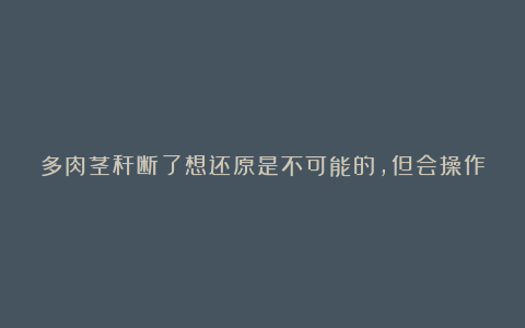 多肉茎秆断了想还原是不可能的,但会操作的话可以多得一棵多肉