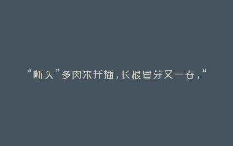 “断头”多肉来扦插,长根冒芽又一春,“香香”多肉别丢了