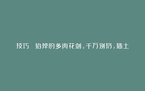 技巧| 掐掉的多肉花剑,千万别扔,插土里100%活!