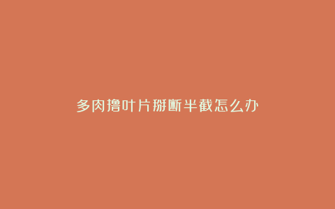 多肉撸叶片掰断半截怎么办?