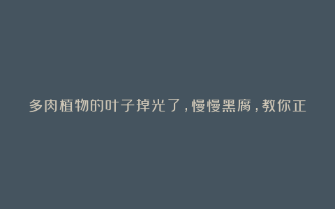 多肉植物的叶子掉光了,慢慢黑腐,教你正确处理!