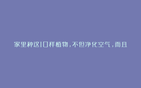 家里种这10样植物,不但净化空气,而且吉祥寓意,你家有几种!