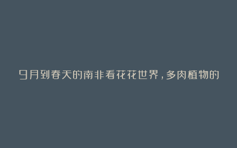 9月到春天的南非看花花世界,多肉植物的天堂