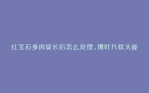 红宝石多肉徒长后怎么处理,撸叶片砍头能挽救?
