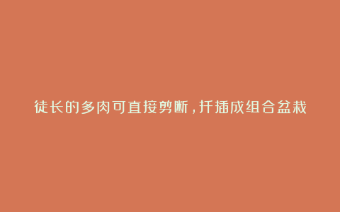 徒长的多肉可直接剪断,扦插成组合盆栽