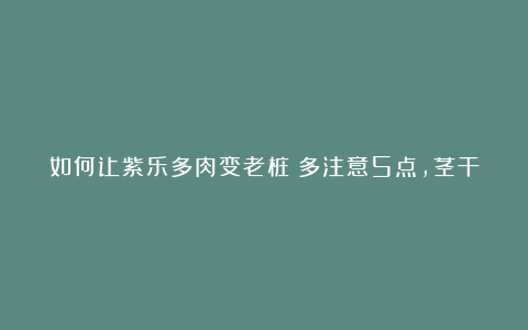 如何让紫乐多肉变老桩?多注意5点,茎干粗壮、叶片紫艳艳