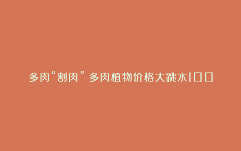 多肉“割肉”?多肉植物价格大跳水100元可买一窗台