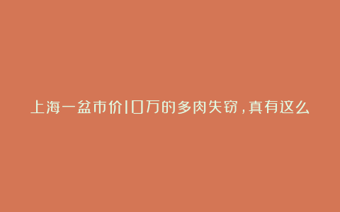 上海一盆市价10万的多肉失窃,真有这么贵吗?