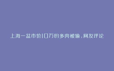 上海一盆市价10万的多肉被偷,网友评论炸锅了!真有这么贵吗?