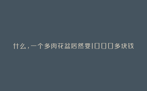 什么,一个多肉花盆居然要1000多块钱?而且还是泥土做的?
