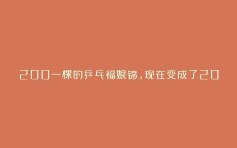 200一棵的乒乓福娘锦,现在变成了20块,多肉果真成了白菜价