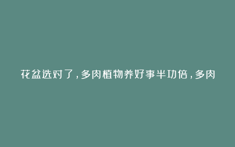 花盆选对了,多肉植物养好事半功倍,多肉状态好,花费的时间少