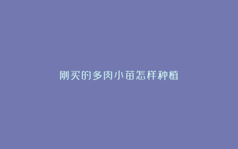 刚买的多肉小苗怎样种植
