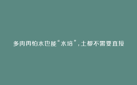 多肉再怕水也能“水培”,土都不需要直接坐盆里,叶子肥嘟嘟