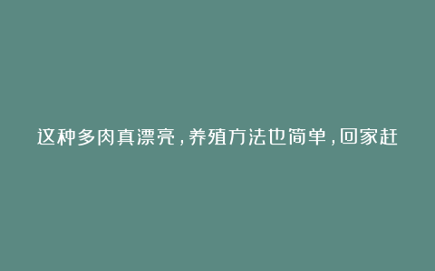 这种多肉真漂亮,养殖方法也简单,回家赶紧养一盆,会很划得来