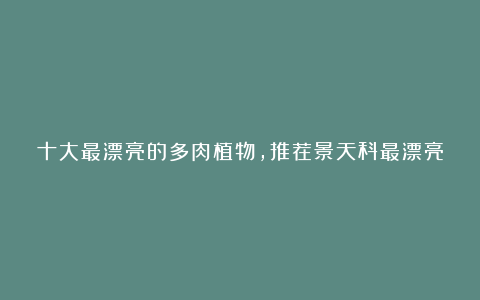 十大最漂亮的多肉植物,推荐景天科最漂亮的十款多肉植物
