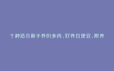 十种适合新手养的多肉,好养且便宜,附养护方法