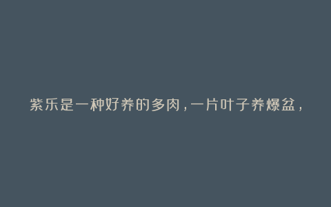 紫乐是一种好养的多肉,一片叶子养爆盆,颜色粉嫩又好看