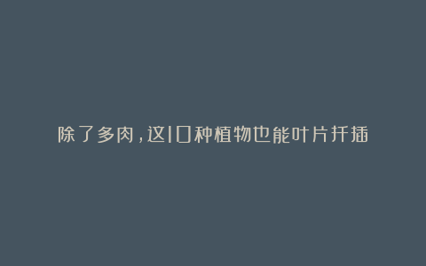 除了多肉,这10种植物也能叶片扦插!