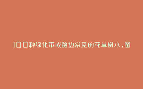 100种绿化带或路边常见的花草树木,图名并茂,看你认识几种?